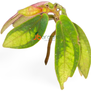 Sonerila White Tepuai