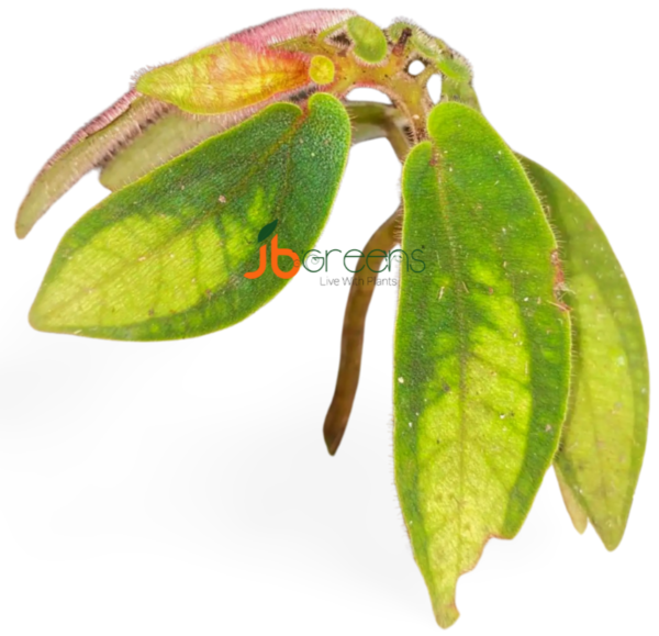 Sonerila White Tepuai