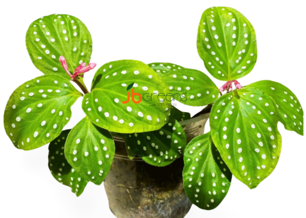 Sonerila sp. Polkadot