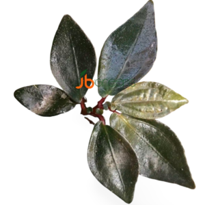 Sonerila sp. Raun