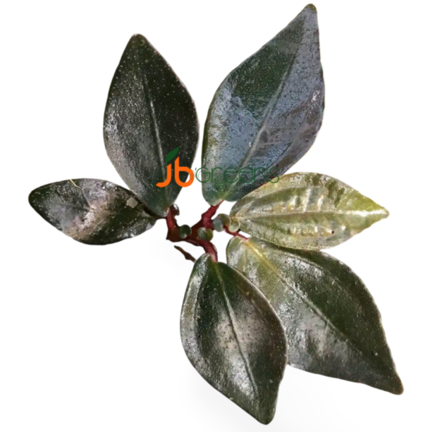 Sonerila sp. Raun
