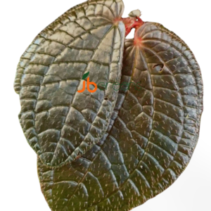 Sonerila sp. Red Metallic