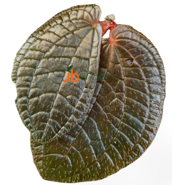 Sonerila sp. Red Metallic