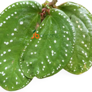 Sonerila sp. White Dot
