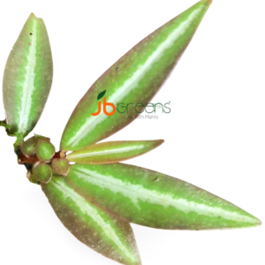 Sonerila sp. White Line