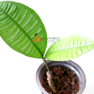 Syzygium sp. Borneo