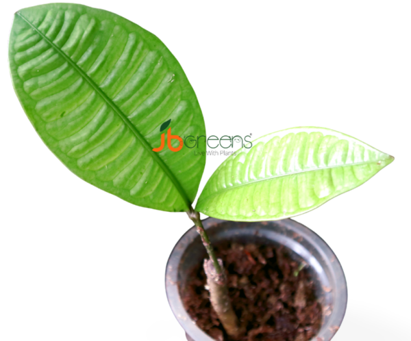 Syzygium sp. Borneo
