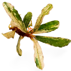 Variegated Bucephalandra