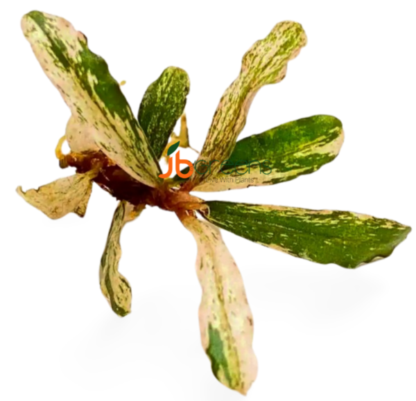 Variegated Bucephalandra