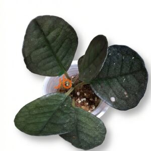 Labisia Sp Black Love