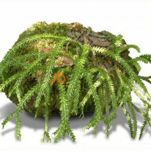 Huperzia  Phlegmaria