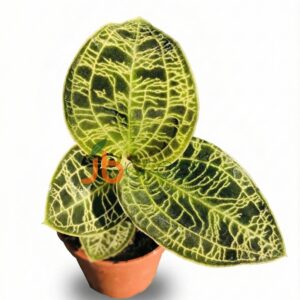 Jewel Orchids