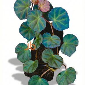 Begonia lichenora