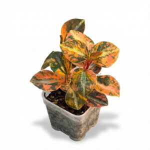 Peperomia Orange Metalic