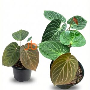 Anthurium King Of Spades