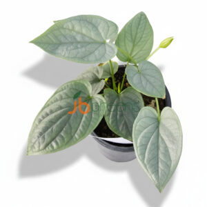 Typonium Smitinandii