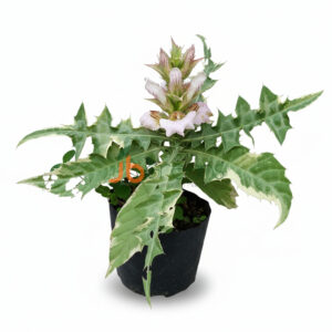 Acanthus Verigated