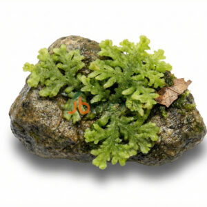 Moss Trichocolea Tomentella (Wolly Wort)