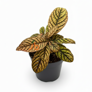 Ardisia Sp Vietnam