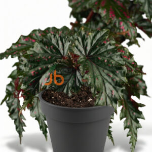 Begonia Serratipetala