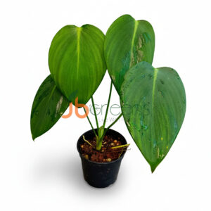 Homolomina Sweet Love