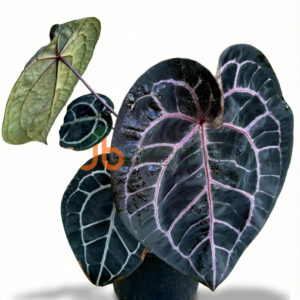 Anthurium Michelle