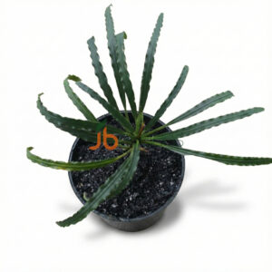 Fenestratarum Mulyadii