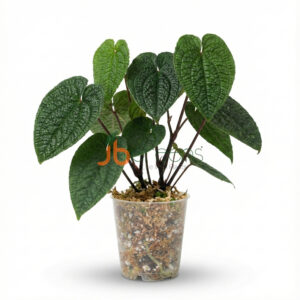 Anthurium clidemioides