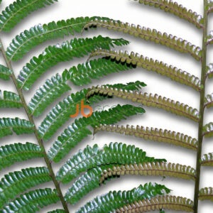 fern Dydimoclaena Truncatula