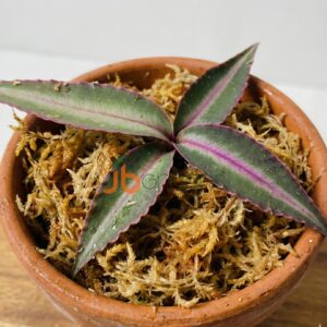 Ardisia Sp pink Line