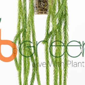 Huperzia Carinatum - Fern