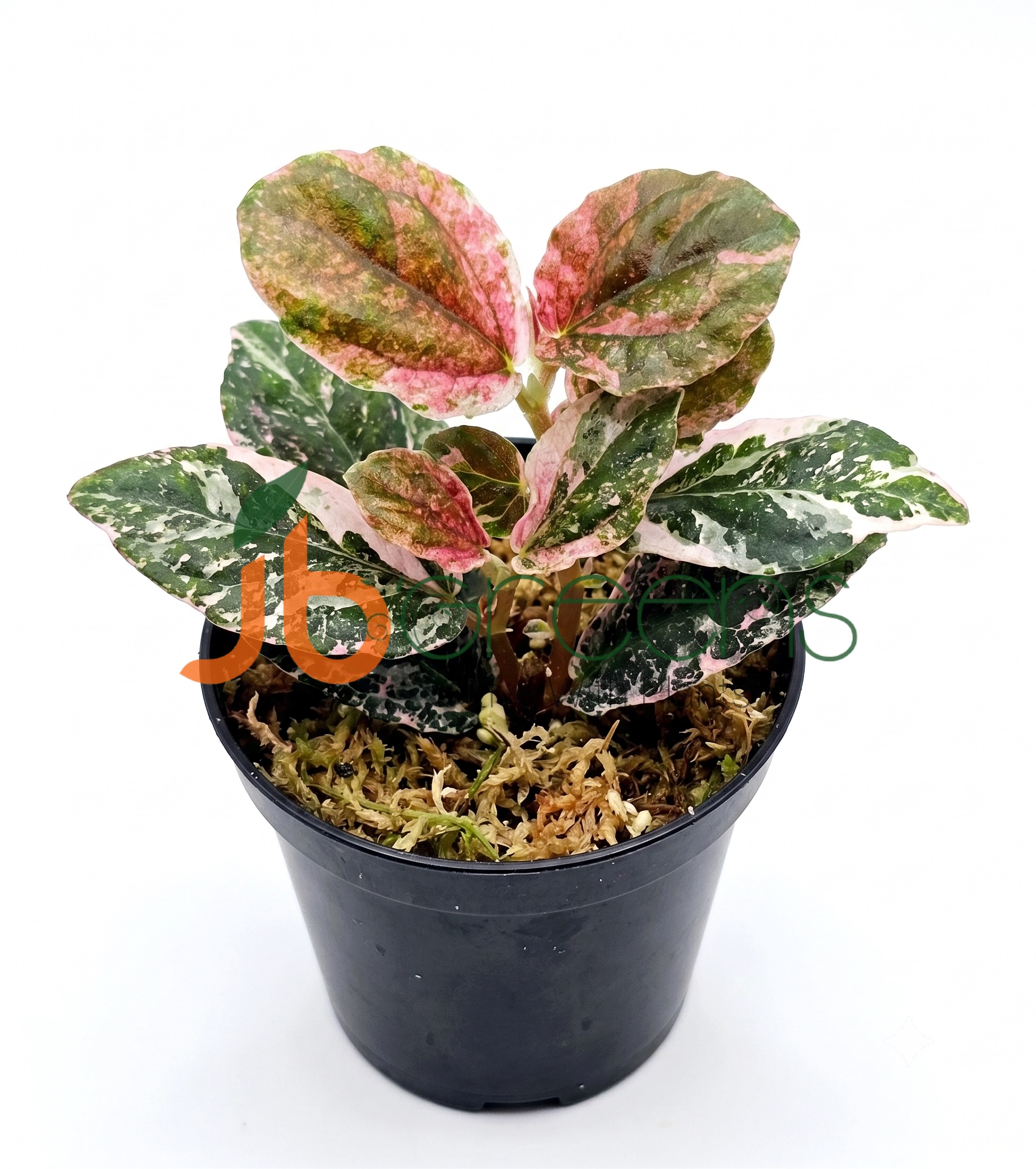 Pellonia Pink Verigated