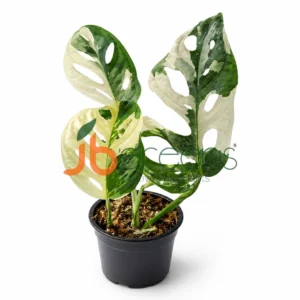 Adansonii Albo Variegated