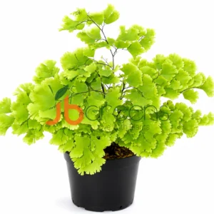 Adiantum Radianum