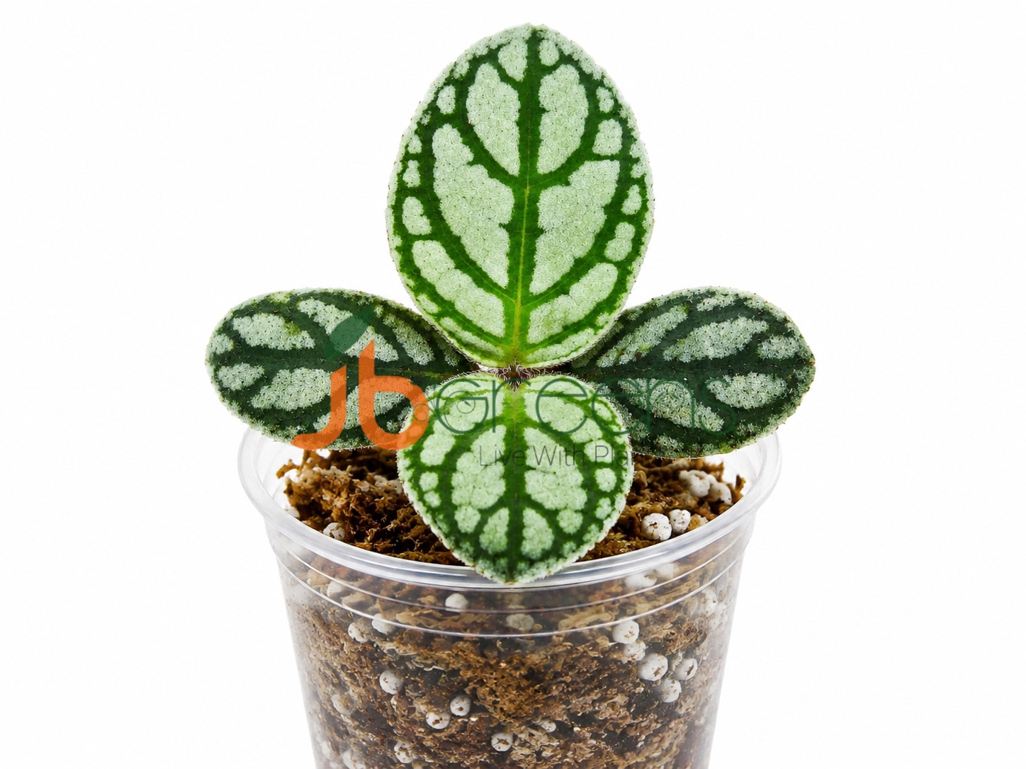 Argostemma sp. 'Sanggau'