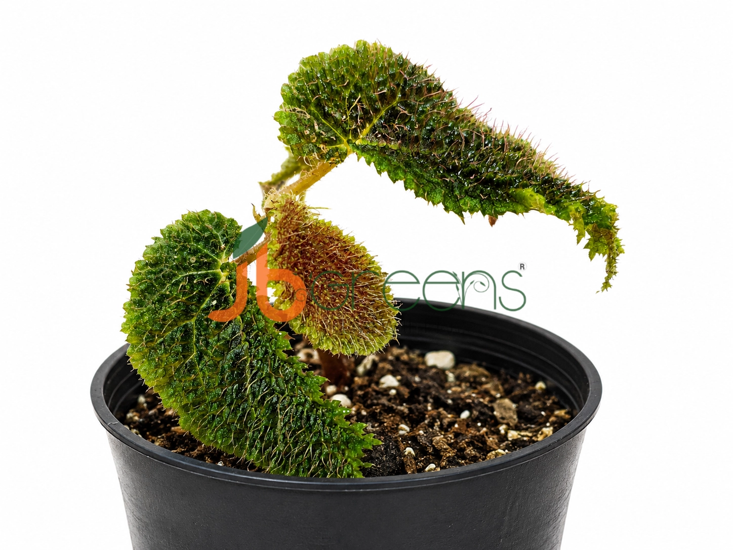 Begonia Timika