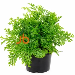 Bolbitis heteroclita 'Difformis' (Mini Asian Water Fern)
