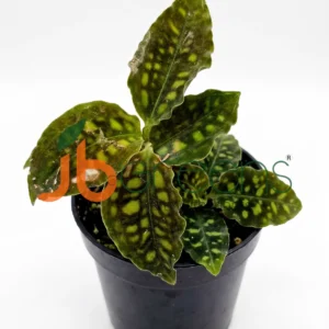 Cystorchis sp. Papua Variegated