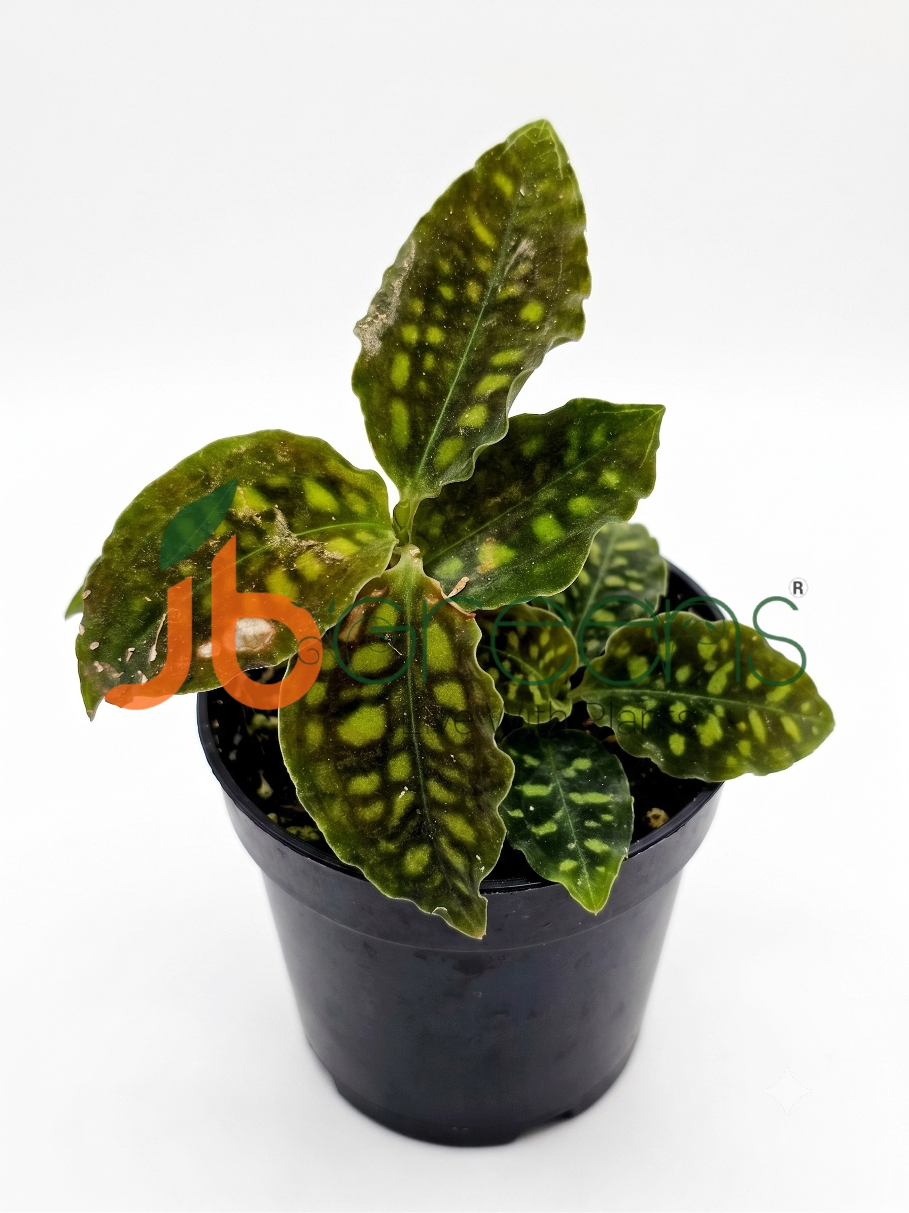 Cystorchis sp. Papua Variegated