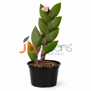 Dendrobium rosellum - Miniature Orchid