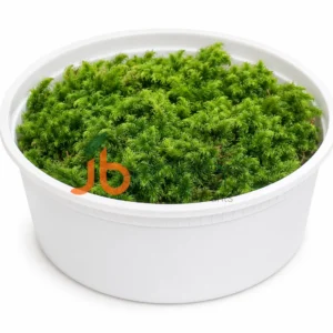Foxtail Moss