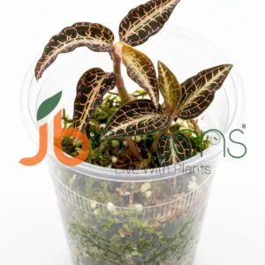 Goodyera Hispida