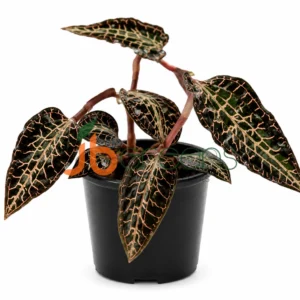 Goodyera pusilla 'Red'