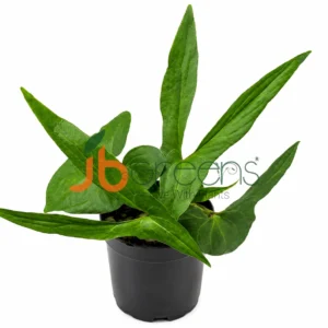 Cyrtosperma hambalii