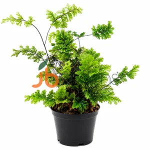 Hymenophyllum Tunbrigense