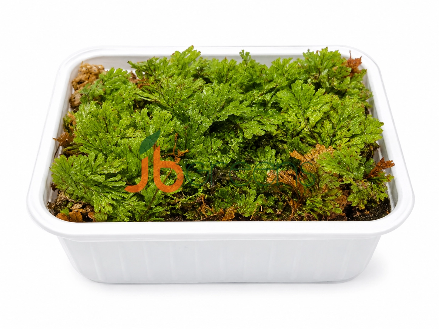 Hymenophyllum Samoense - Filmy Fern