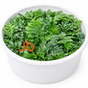 Hymenophyllum Revolutum - Filmy Fern