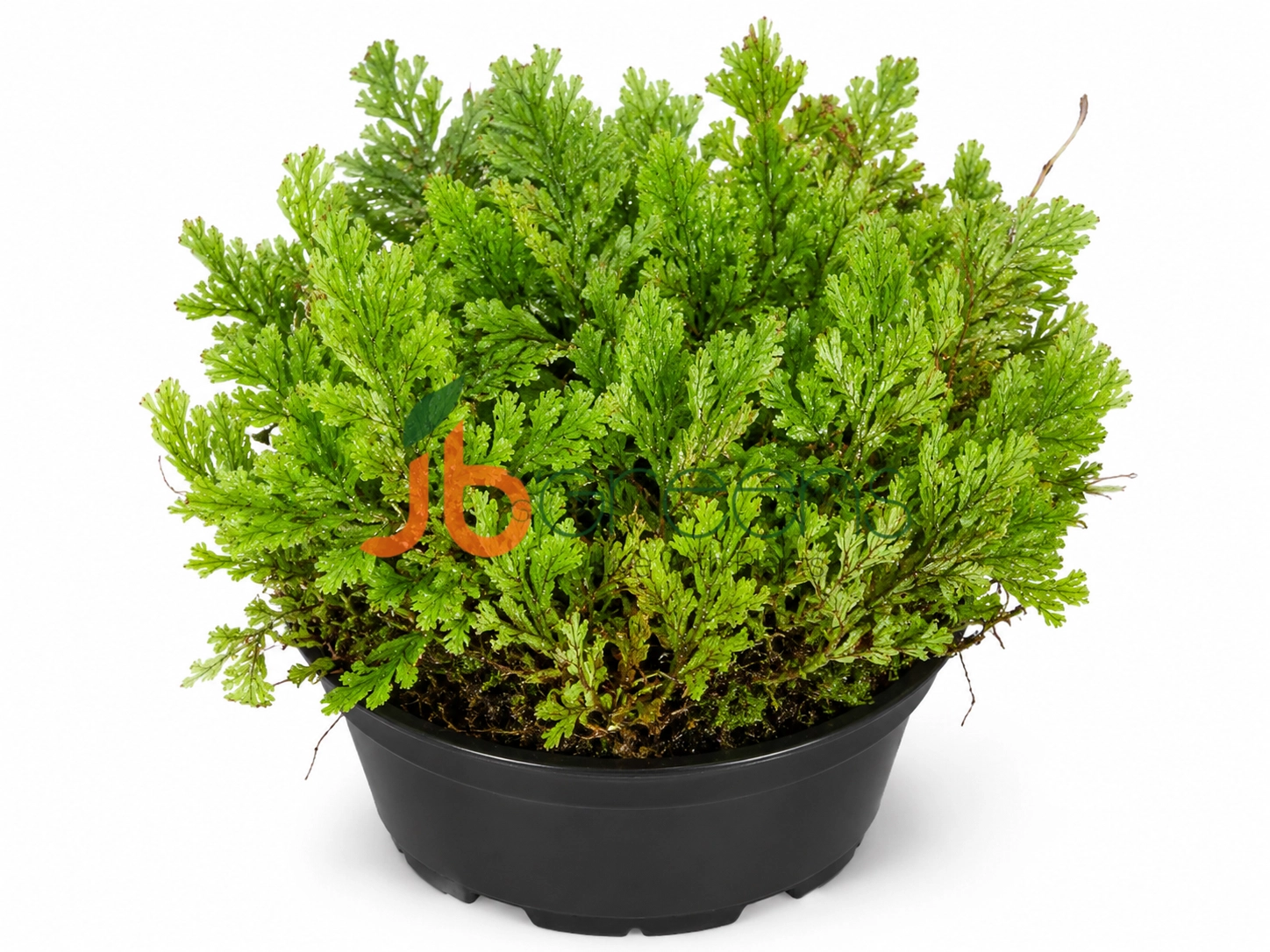 hymnophyllum semonse