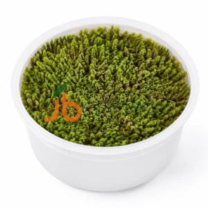 Hypnum Cupressiforme Moss