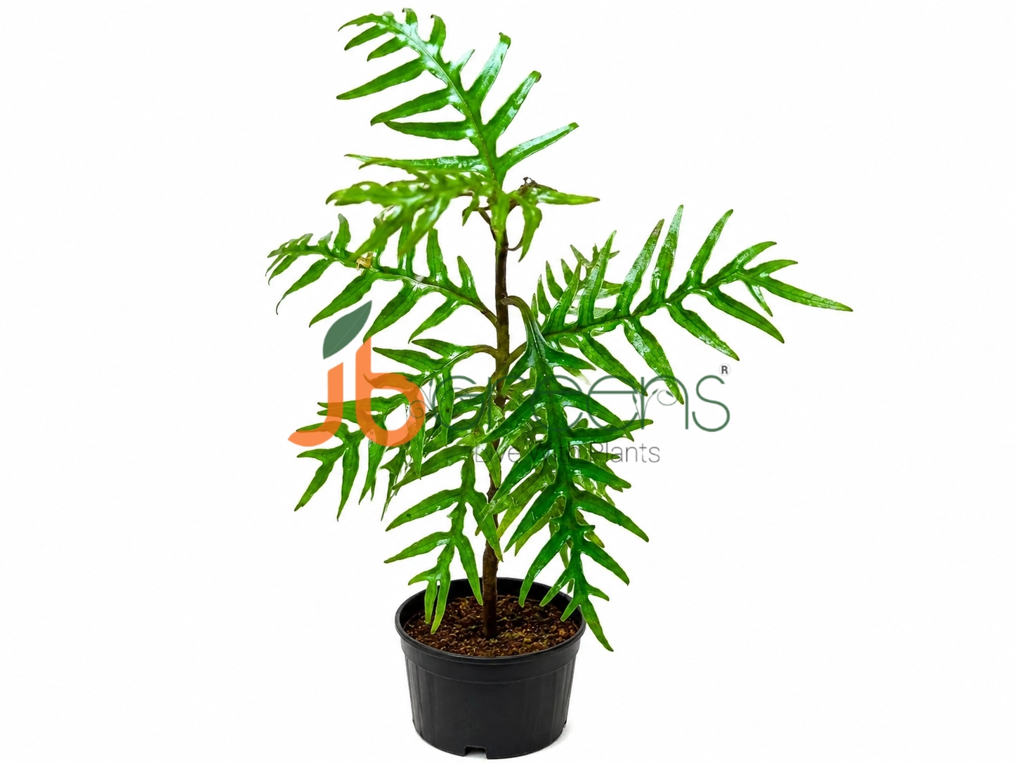 Labisia sp. 'Needle Leaf'